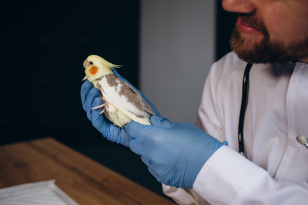 Signs of Illness in Pet Birds