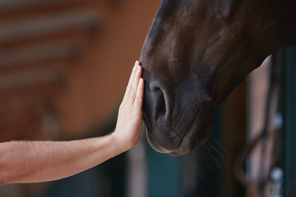 Why Is My Horse Coughing? Common Causes, Red Flags and What To Do