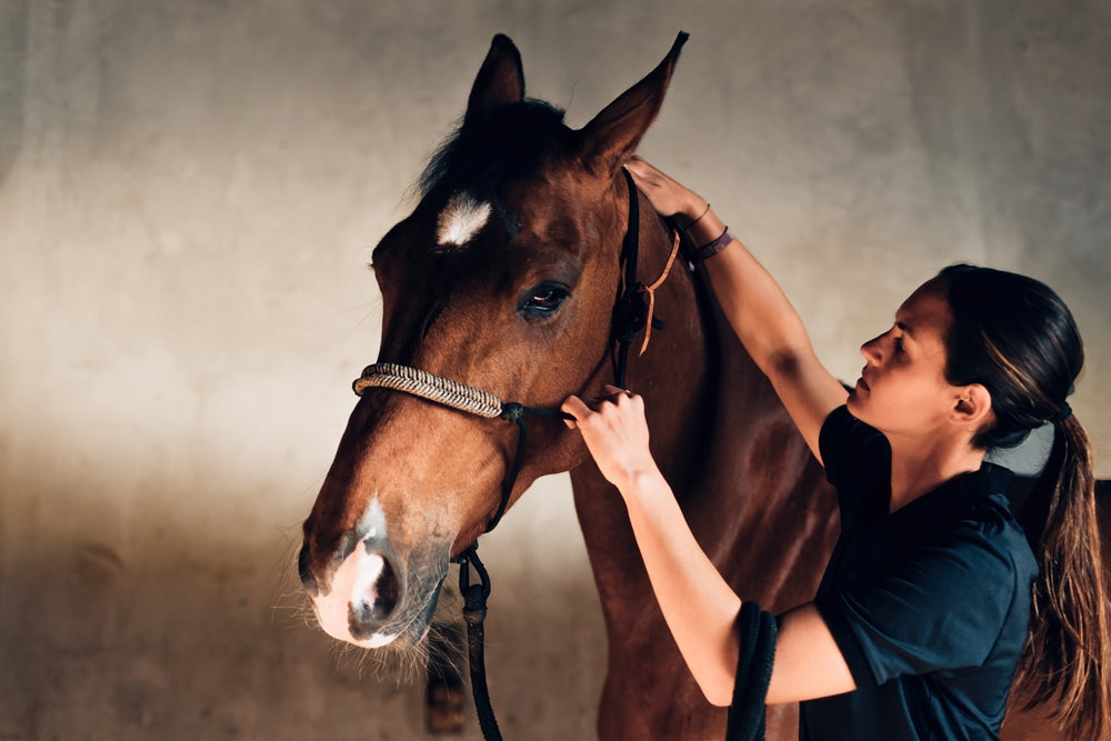 Why Is My Gelding Acting Like a Stallion? Proud Cut, Cryptorchidism and Testing