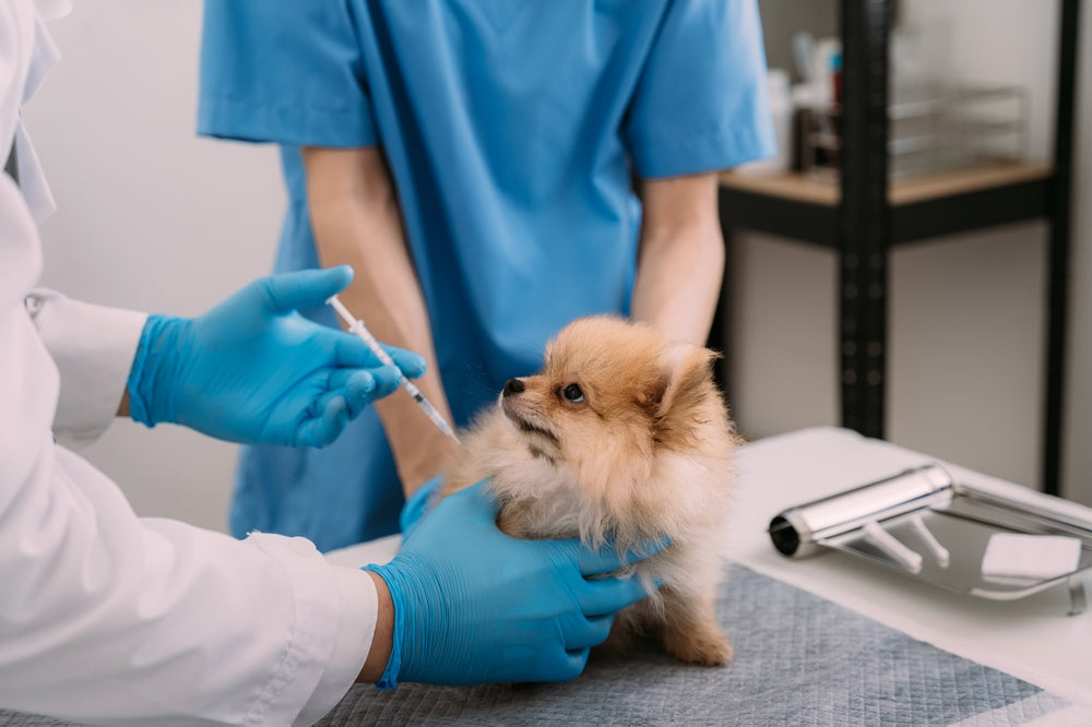 Antibiotics for Dogs and Cats: When They Are Needed, Side Effects and Safe Use