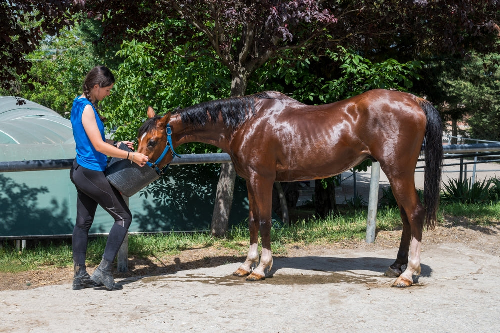 Free Fecal Water Syndrome in Horses Is Not Diarrhea