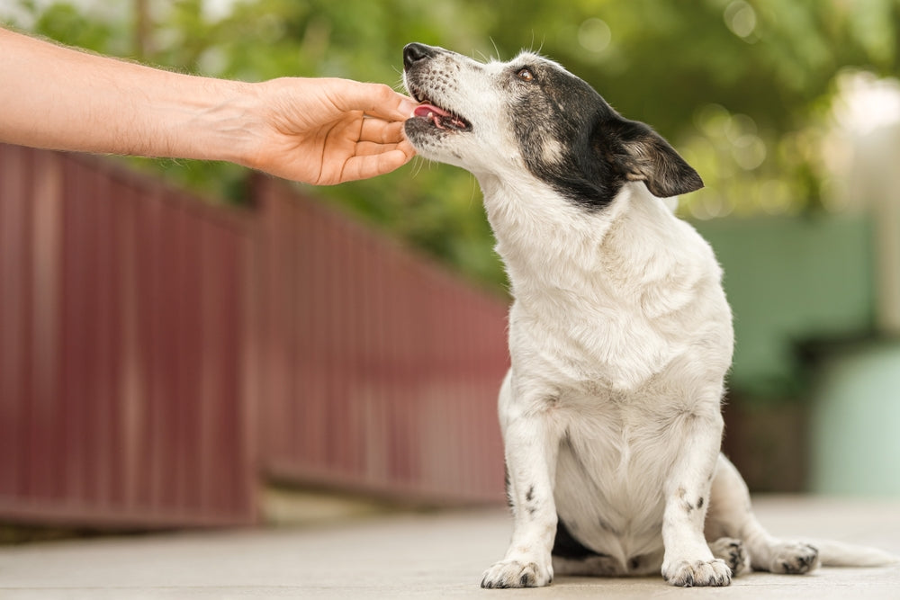 Carprofen for Dogs