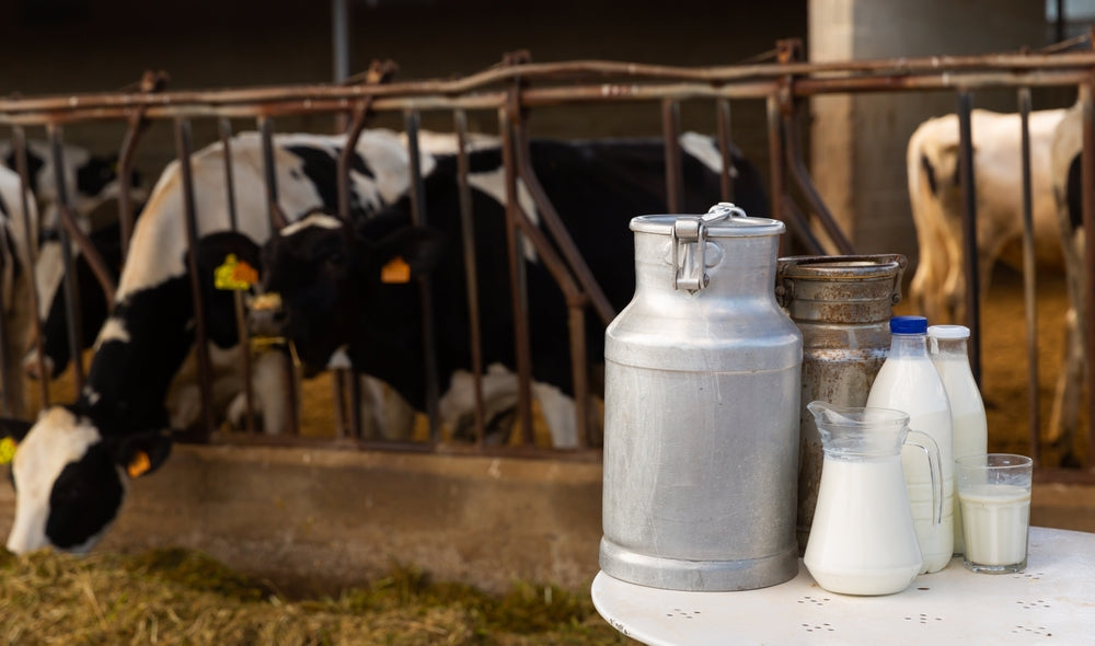 Milk Fever in Beef Cows – Vet Guide 2025