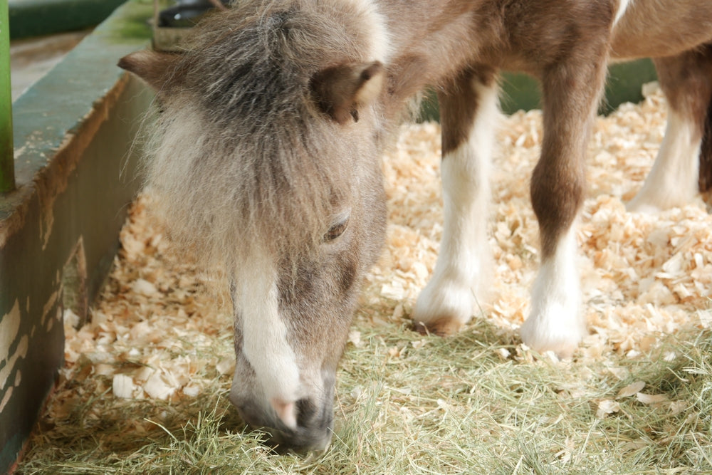 Long Stem vs Short Stem Hay for Horses: What’s Best in 2025? 🌾🐴