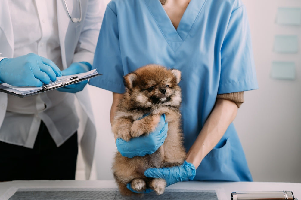 ProBNP Testing in Dogs and Cats