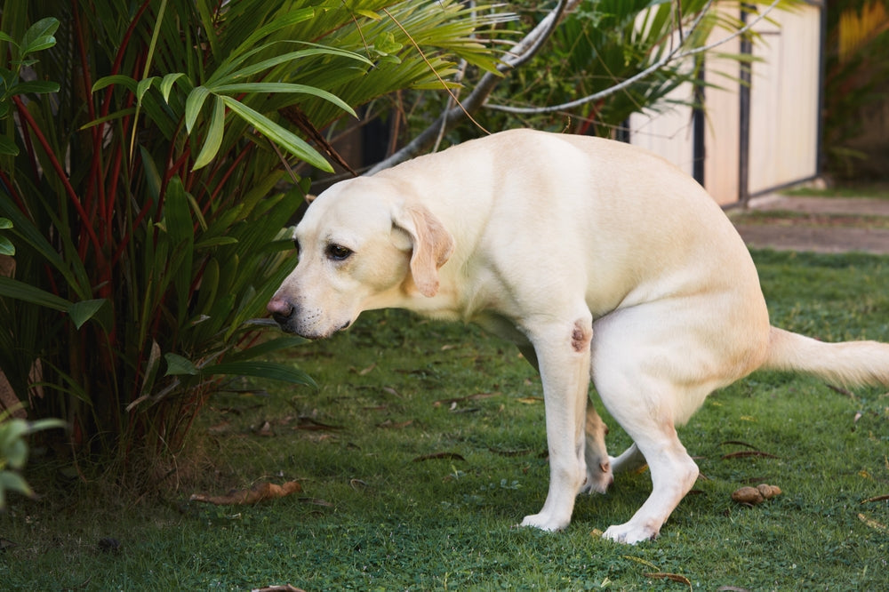 Dog Poop Colour Chart: What It Means for Your Dog’s Health