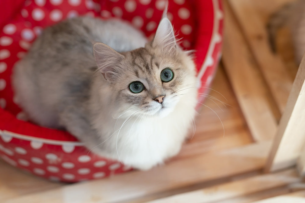 Vet-Approved Guide: Probiotics for Cats – Keeping Your Feline’s Gut Running Purrfectly 🐱🦠