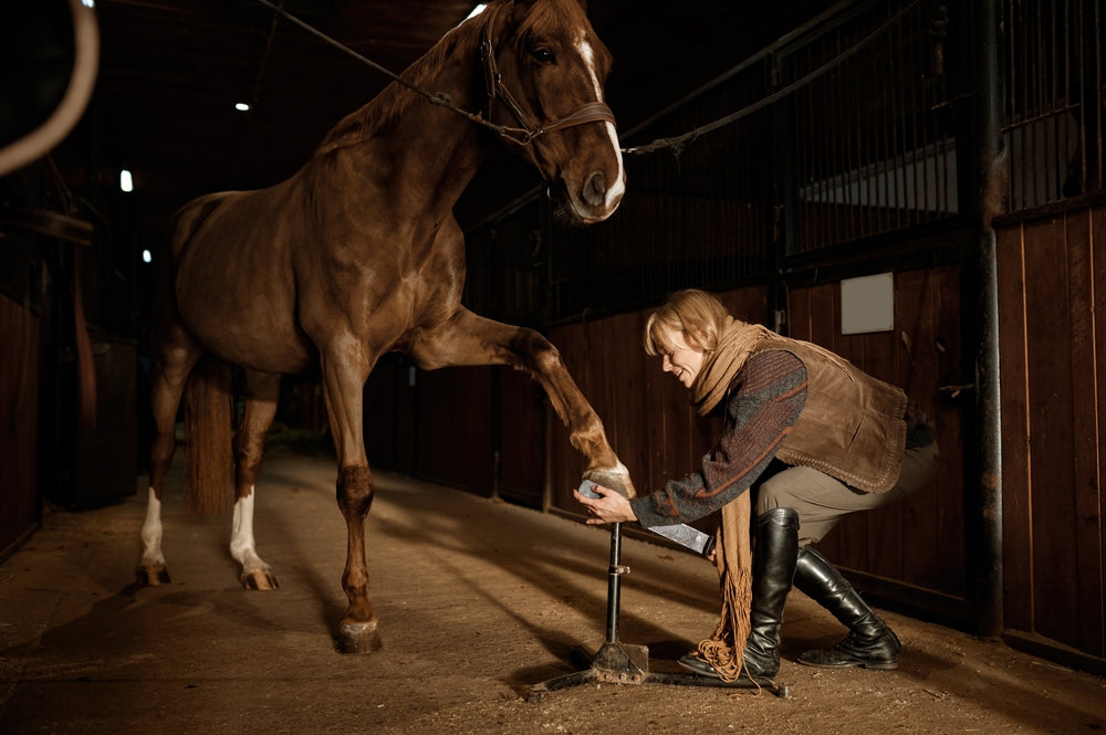 Do Trimming and Reshoeing Make Horses More Comfortable?