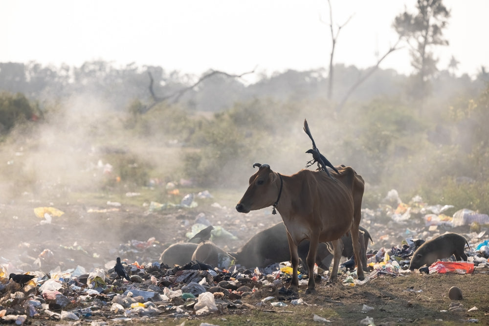 Disaster Preparedness for Horses and Livestock