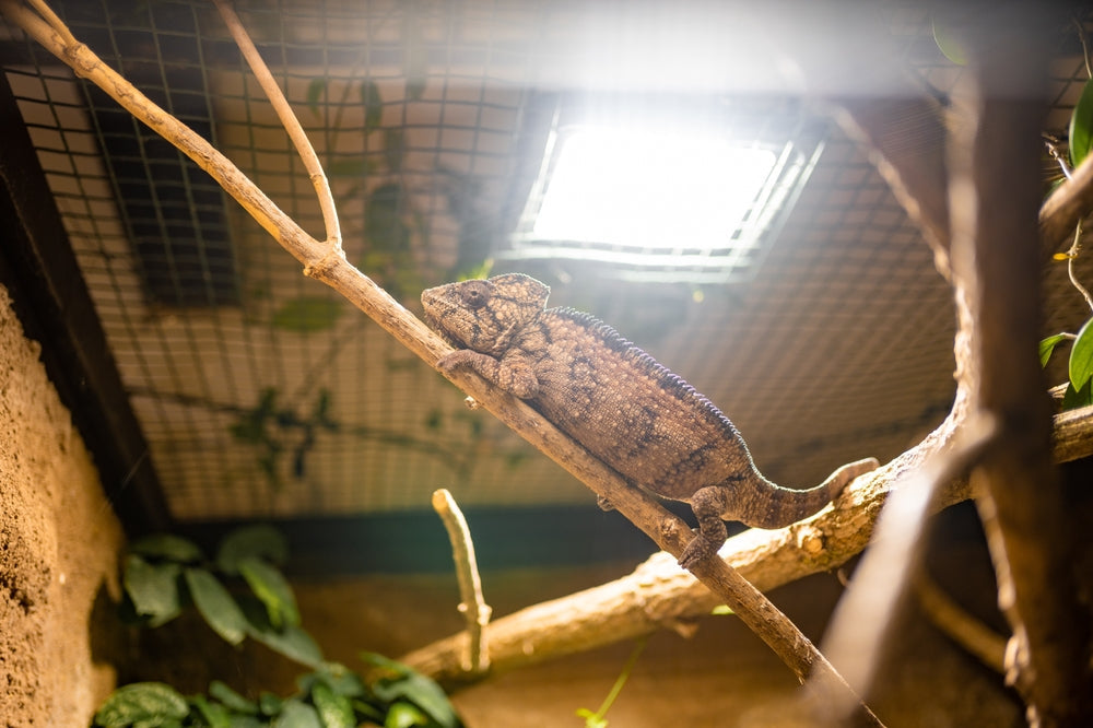 Constipation in Reptiles: A Vet’s 2025 Guide to Prevention, Causes & Treatment 🐢💩 | Dr Duncan Houston BVSc