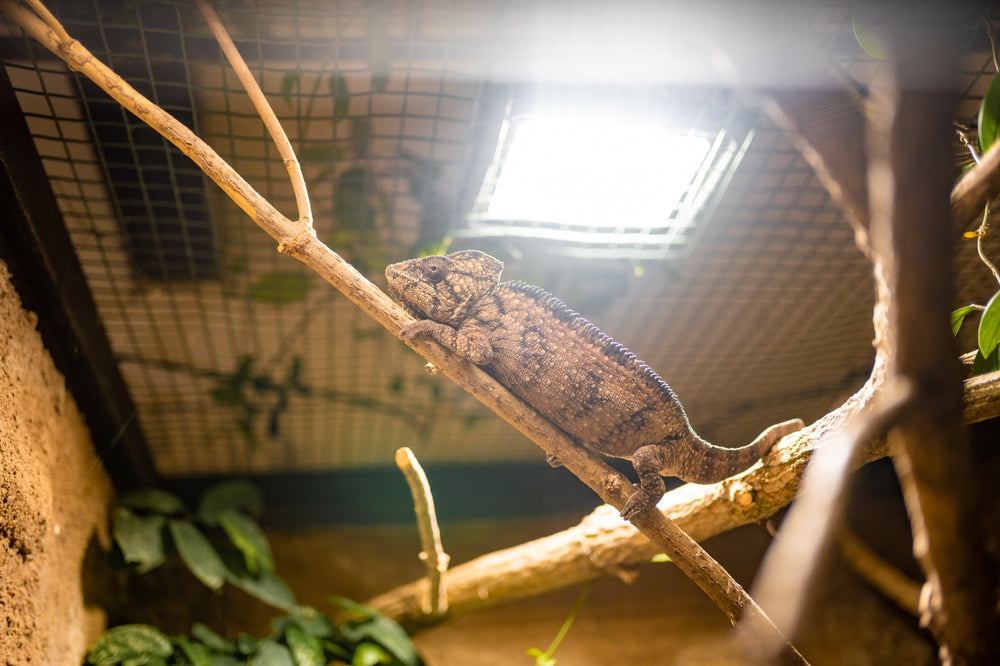 Why Is My Reptile Not Pooping? Constipation, Impaction and What to Do