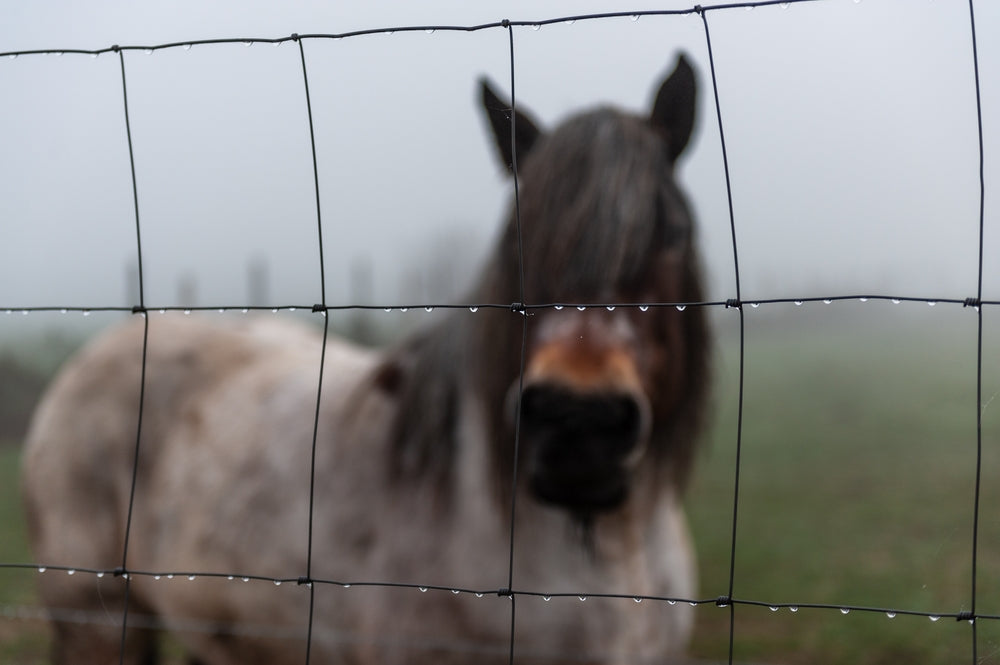 Strangles in Horses: Symptoms, Diagnosis and Carrier Control