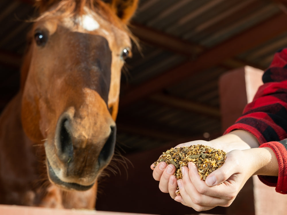 High-Starch Horse Feeds Increase Inflammation: Vet Advice for 2025 🐴🔥🥣
