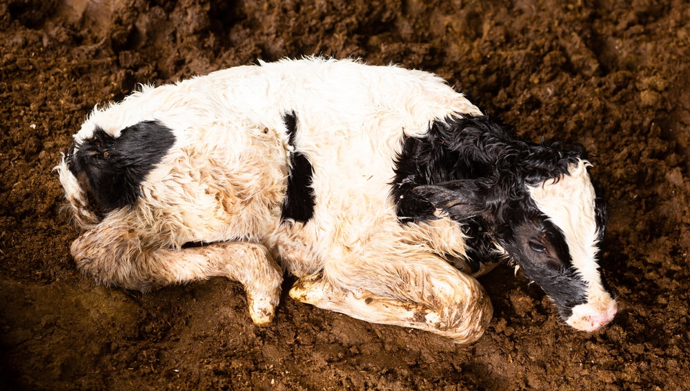 Essential Oils for Calves