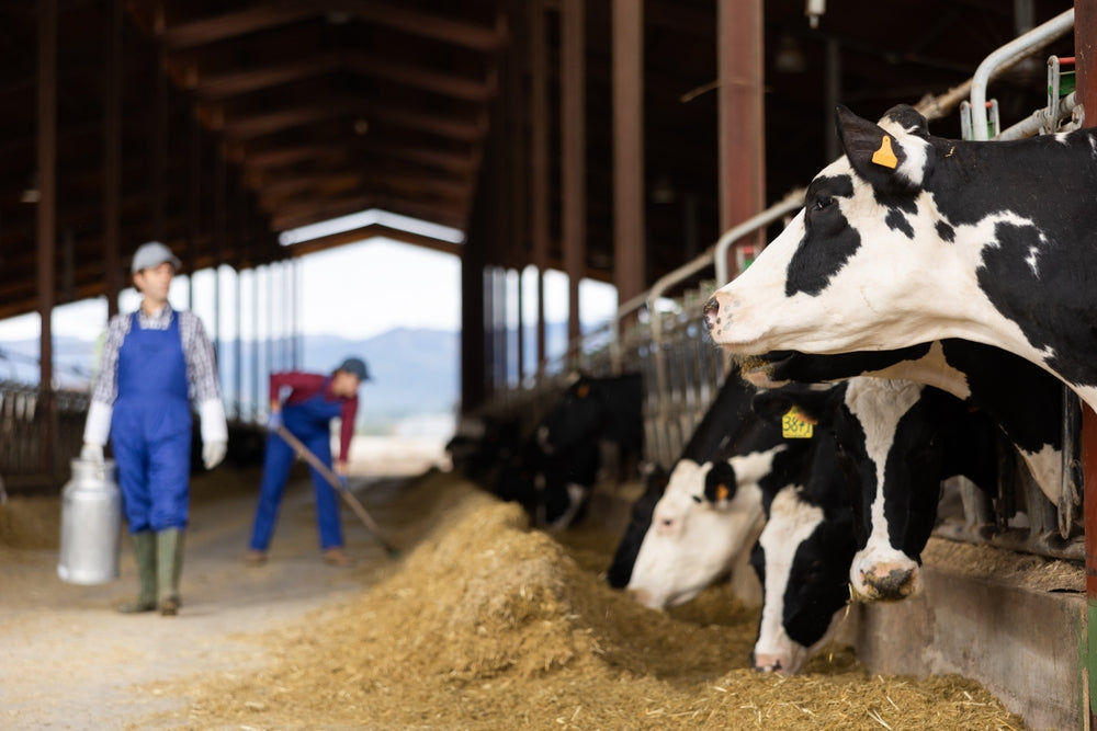 Do Dry Dairy Cows Need More Rest Before Calving?