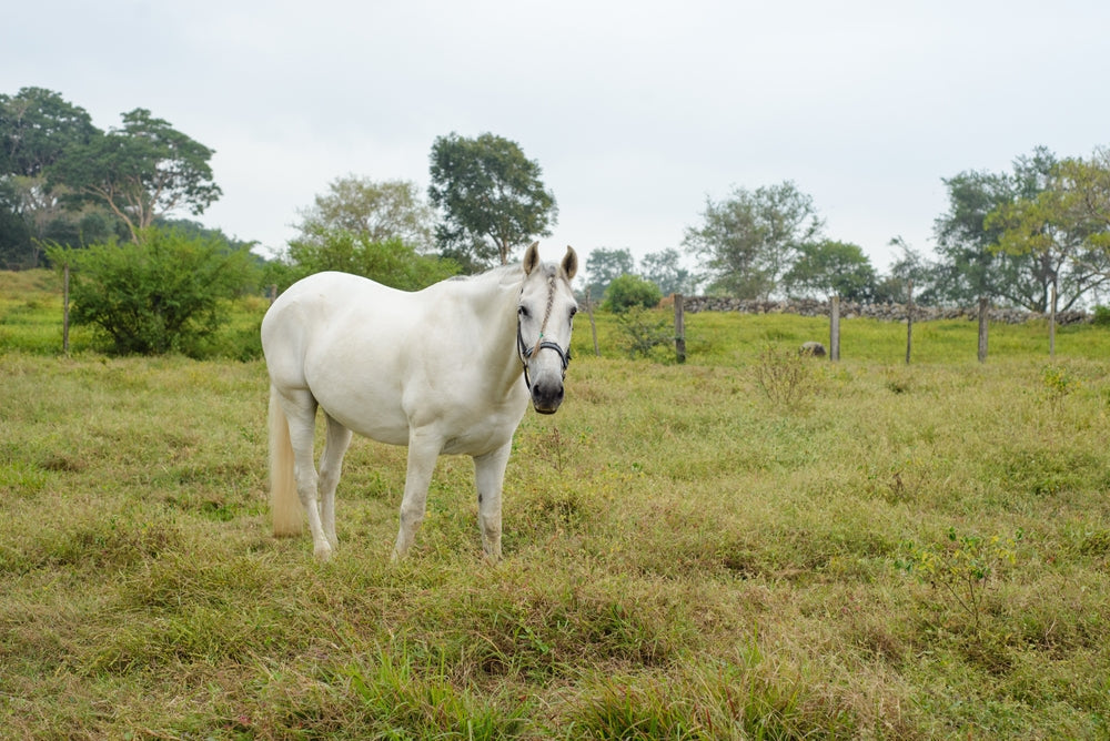 Can Weather Changes Trigger Colic in Horses?