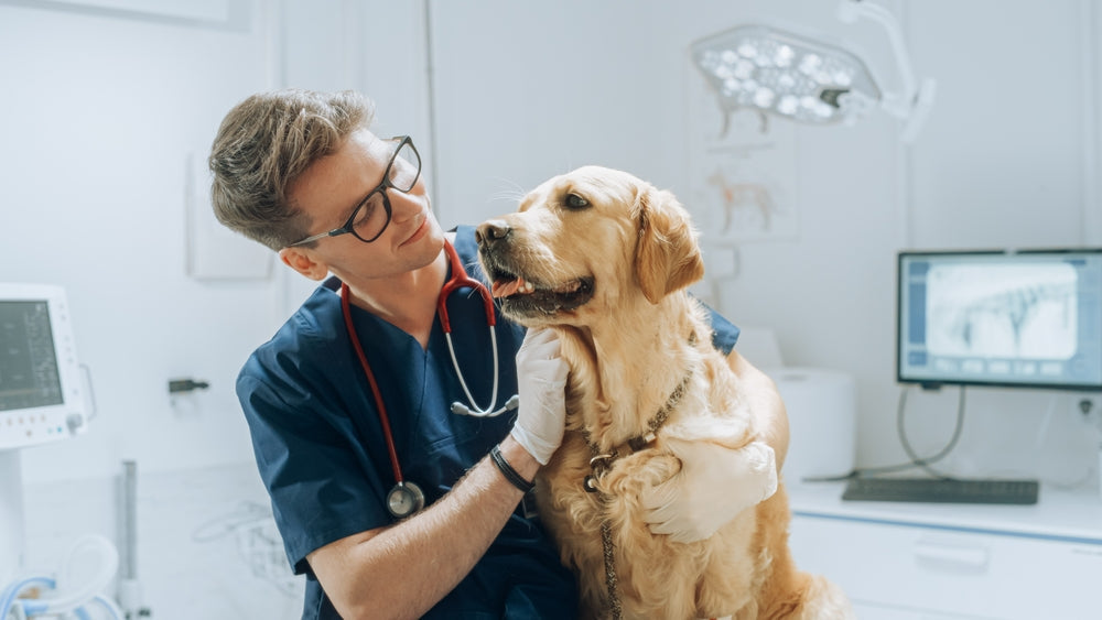 Cooperative Care in Veterinary Medicine