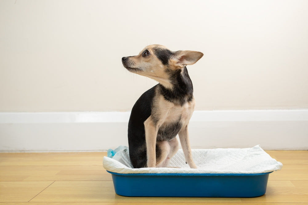 Cisapride for Dogs and Cats
