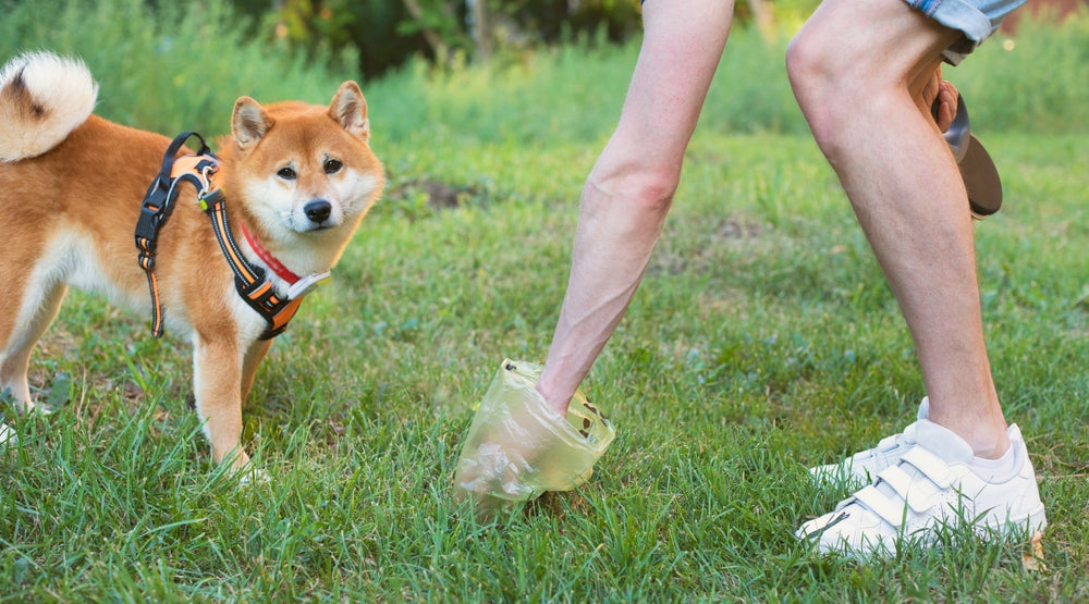 Finding the Most Sustainable Dog Poo Bag for You: Vet Advice — Dr Duncan Houston Explains the Best Eco Options