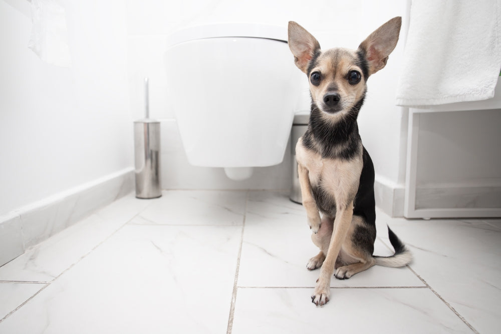 Metronidazole for Dogs and Cats