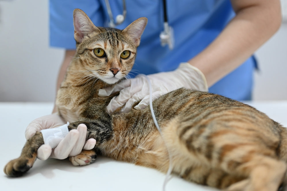 Calcitriol for Dogs and Cats