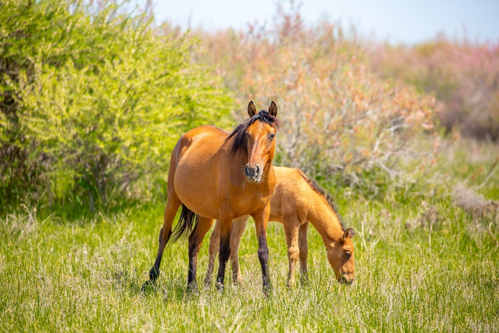 Breeding an Older Maiden Mare: Fertility, Risks and How to Improve Conception