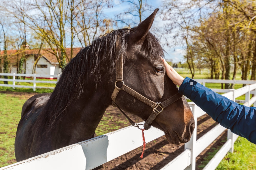 Understanding Equine Psychology