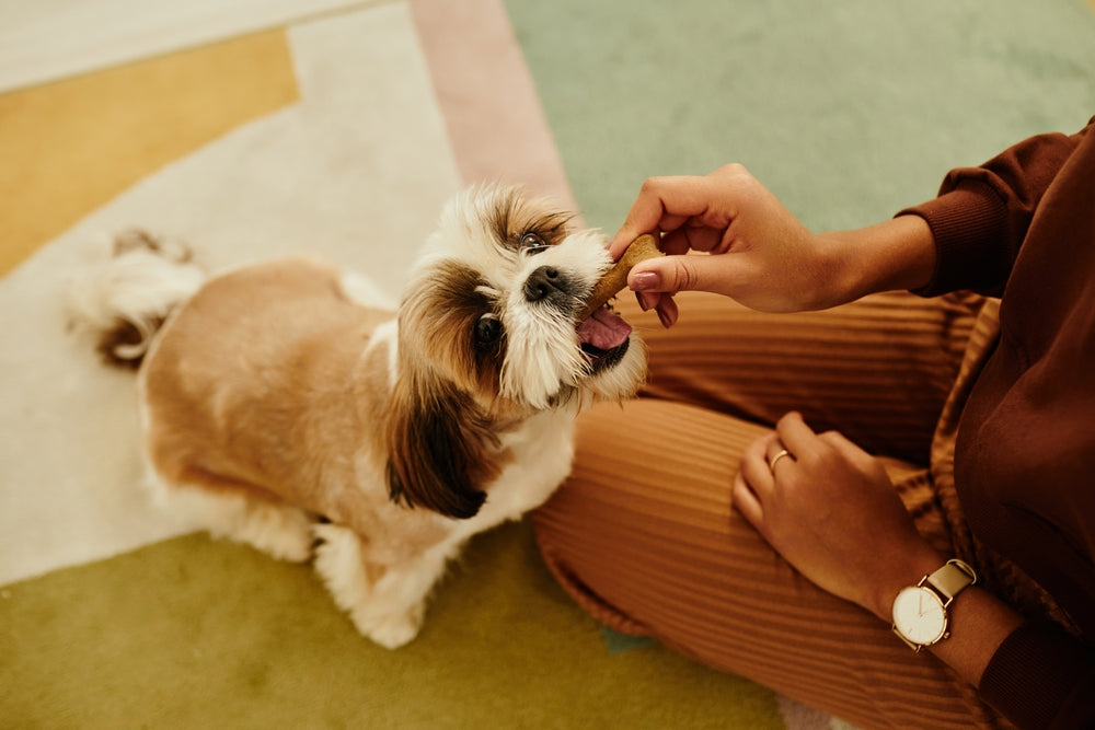 Healthy Fall Treats for Dogs: A Vet Guide to Safe Seasonal Snacking 🍂🐶 | Dr Duncan Houston