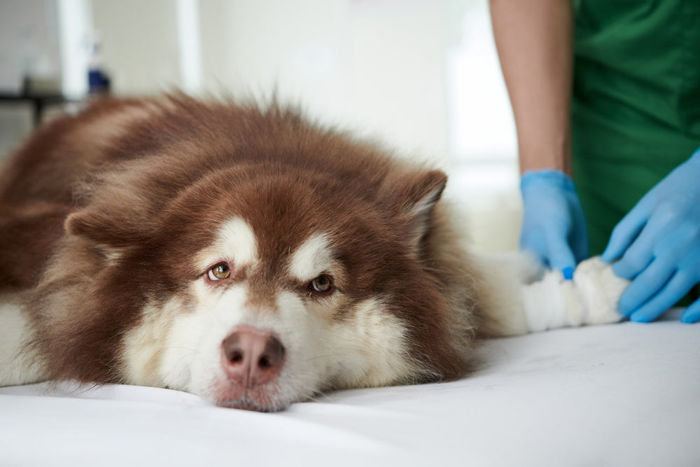 What Happens When a Pet Is Euthanised at the Vet