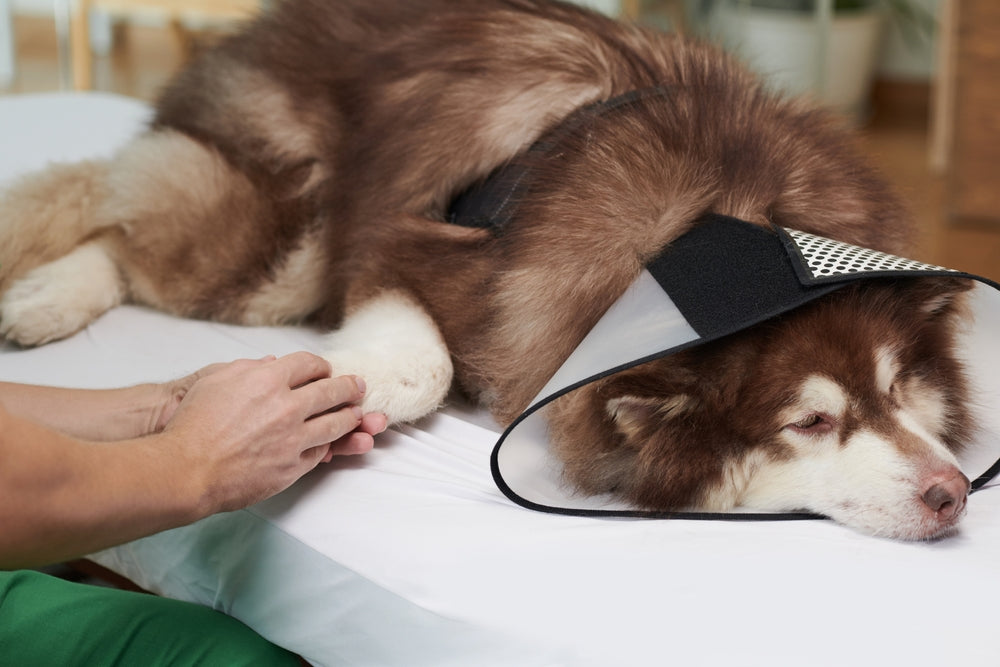 Budesonide for Dogs and Cats