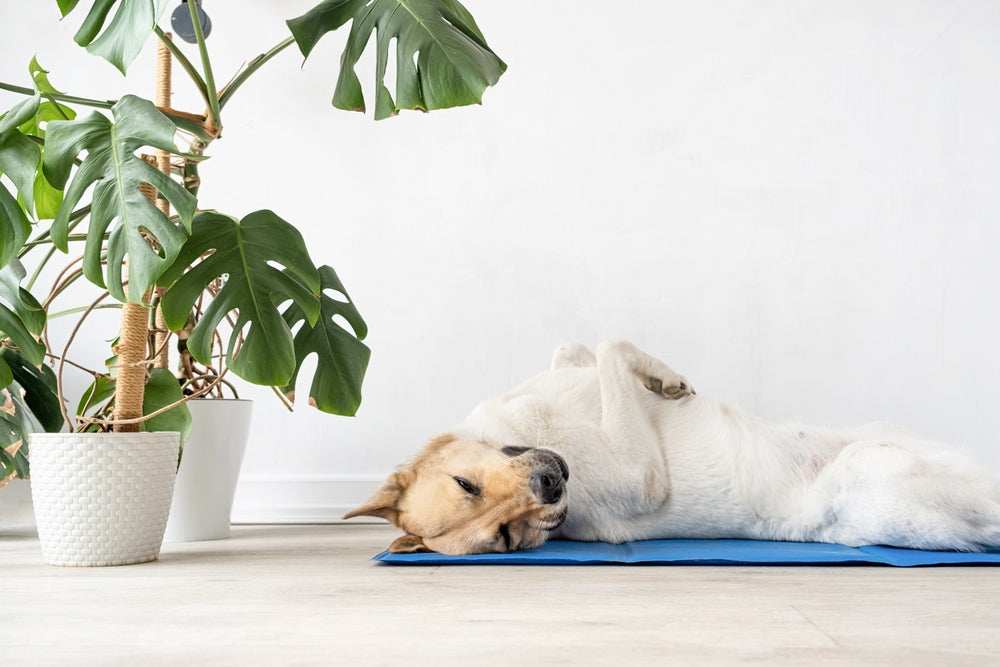 Prazosin for Cats and Dogs