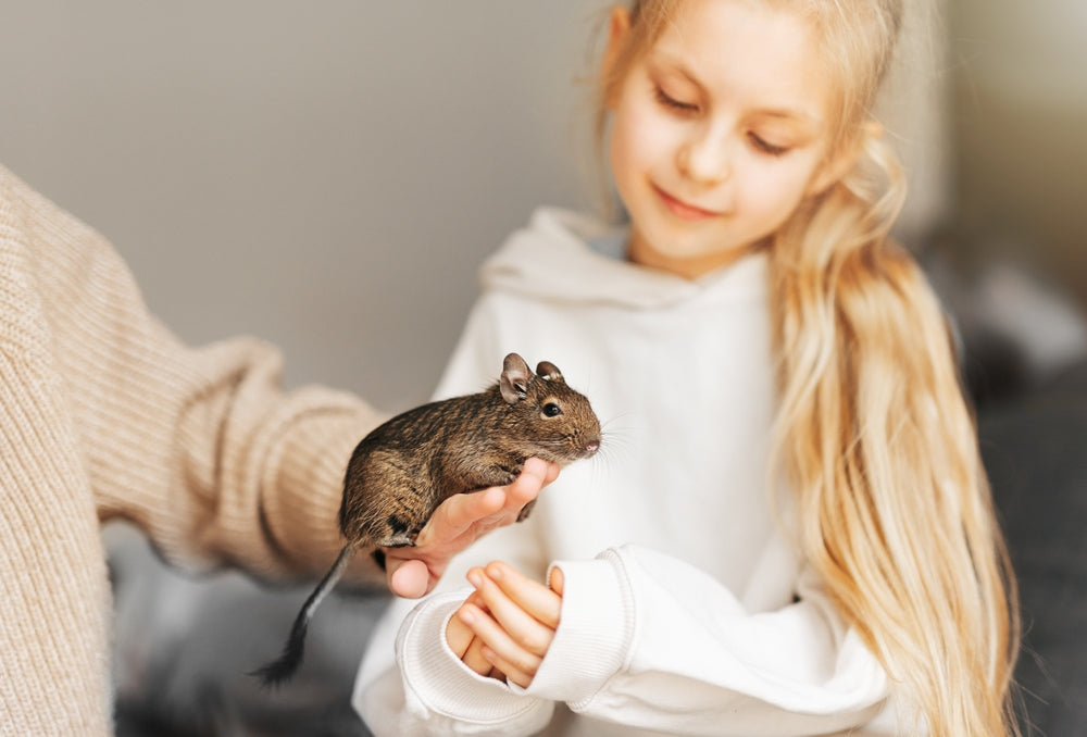 How to Care for Degus: Housing, Diet, Companionship and Health
