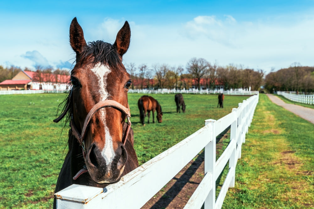 Can Acupuncture Help Stiffness in Horses?