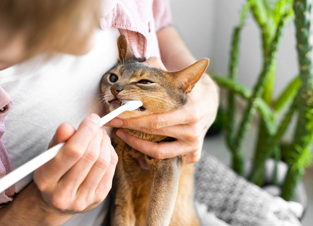 How to Clean Your Cat’s Teeth