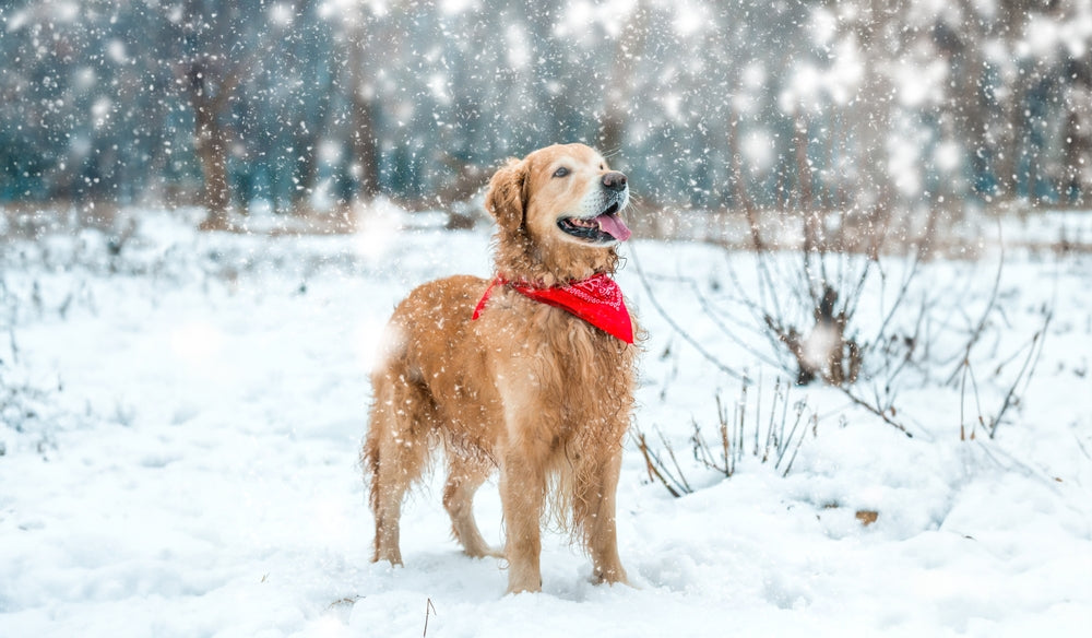 ❄️🐾 Winter Safety Tips Every Dog Owner Should Know 🐶🧣