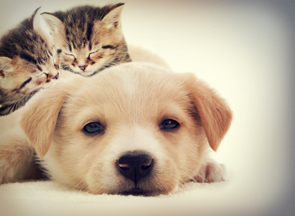 How To Socialize a Puppy or Kitten Safely