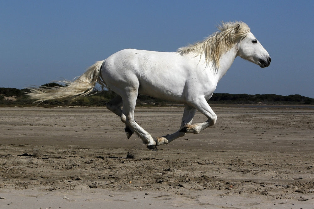 Cryptorchid Stallions
