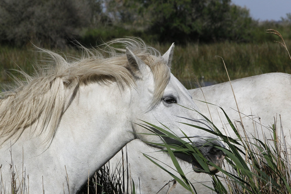 How Horses Digest Food and Why Forage-First Feeding Matters