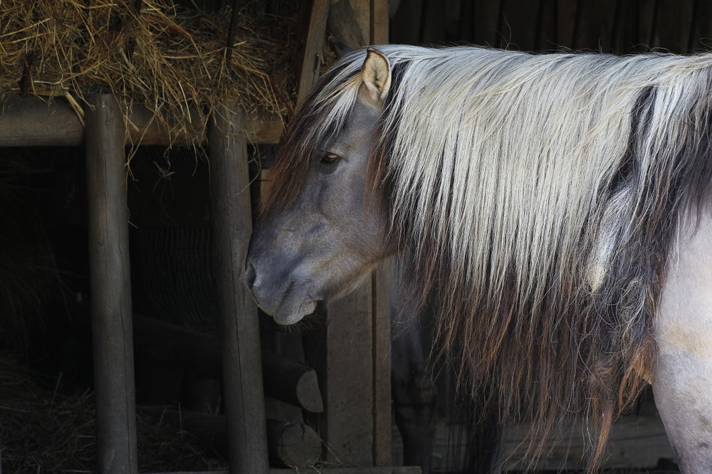Mange in Horses: Signs, Treatment and Prevention