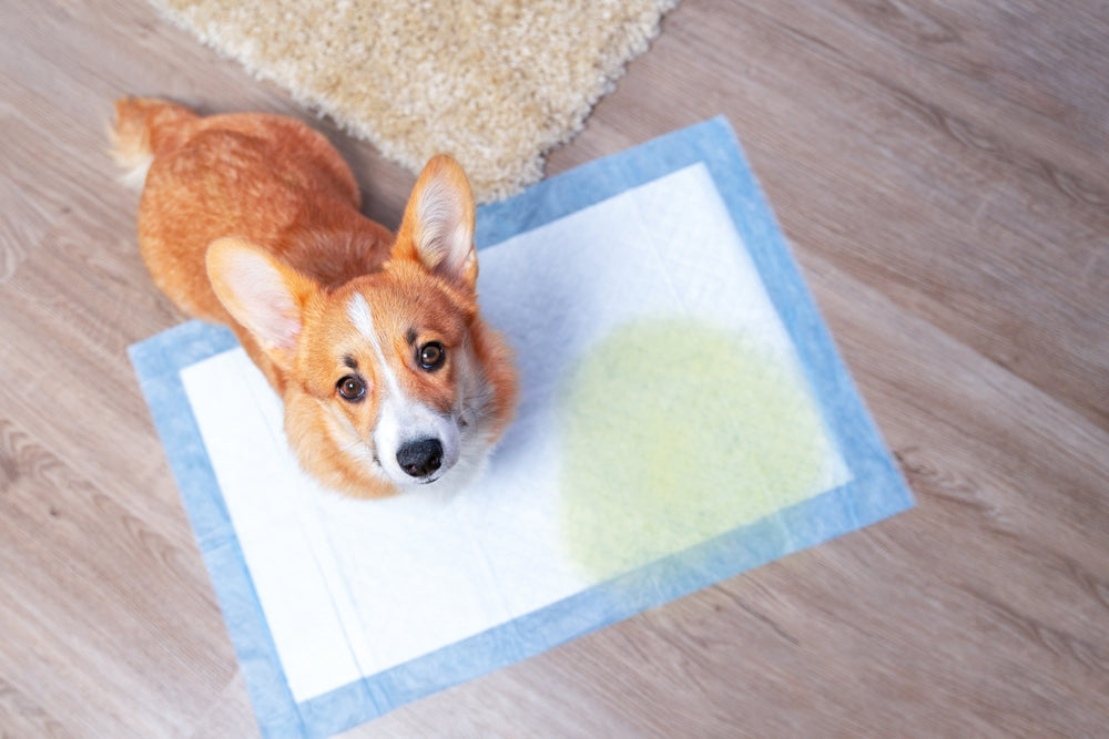 Signs of a UTI in Dogs and How You Can Help 🚽🐶✨