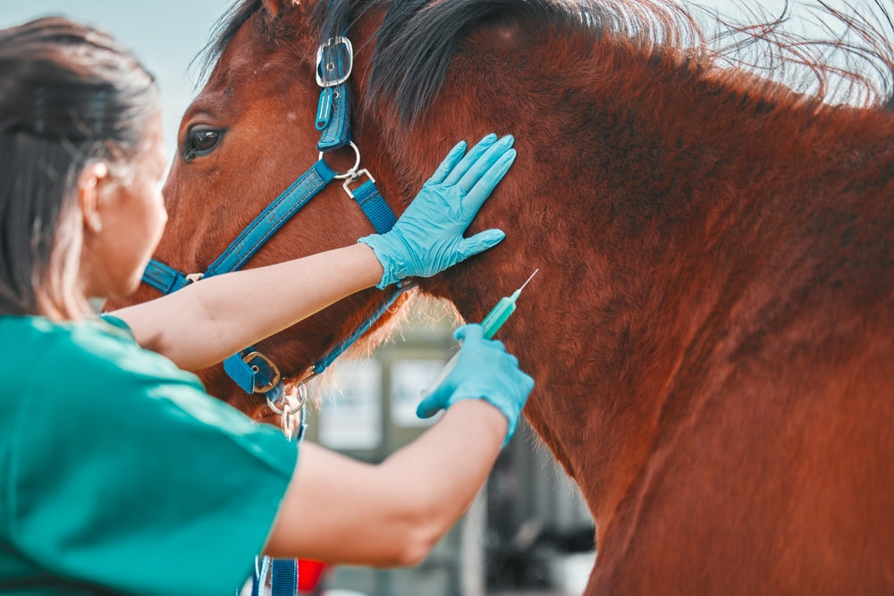 Vet Guide to Intramuscular Injection Complications in Horses 🐴💉 | 2025 Infection Risk & Best Practices
