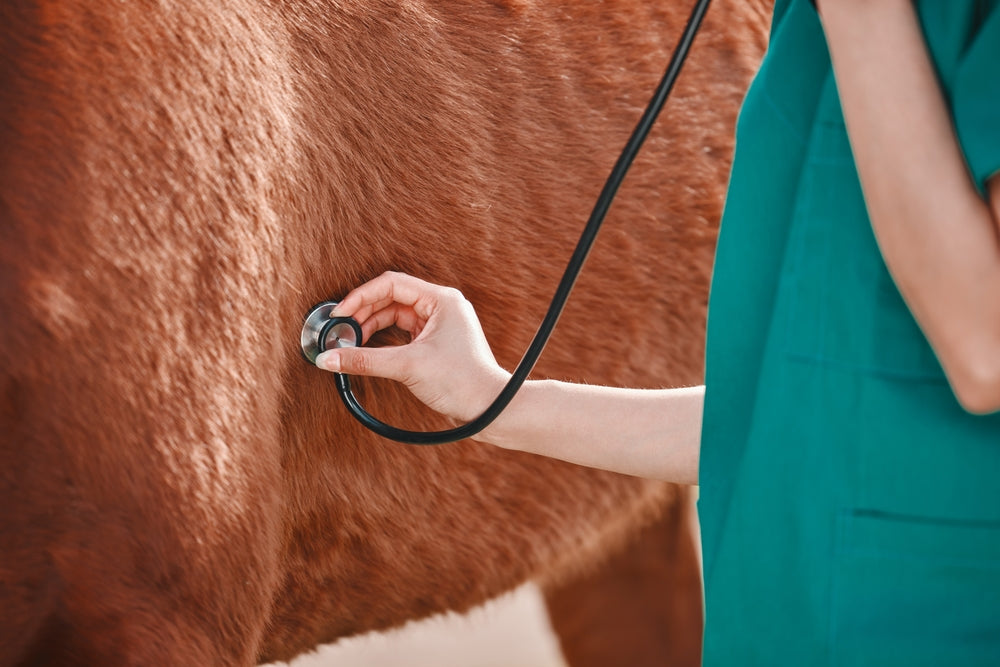 Chronic Diarrhea in Horses: Causes, Diagnosis and Treatment