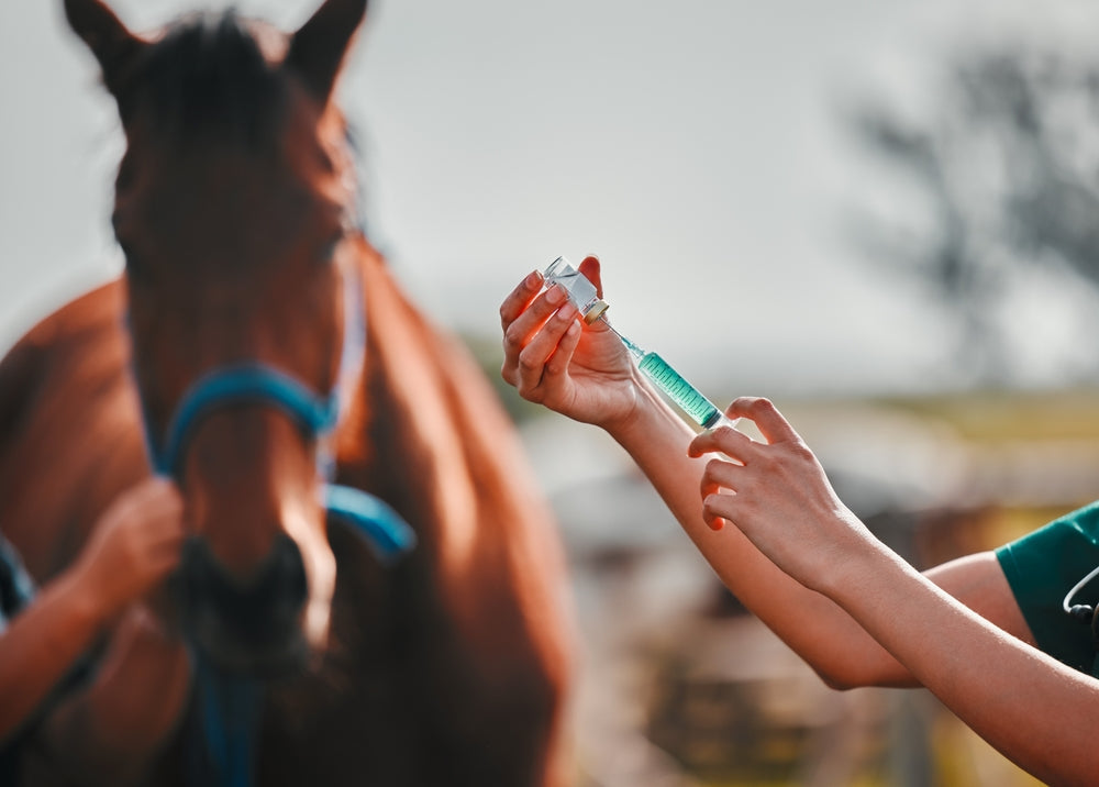 Vet Insight: Genetic Testing for Equine Diseases 🧬🐴 | 2025 Breeding, Health & Risk Management Guide