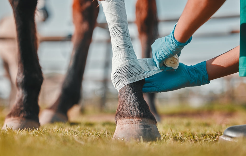 Horse Wound Care