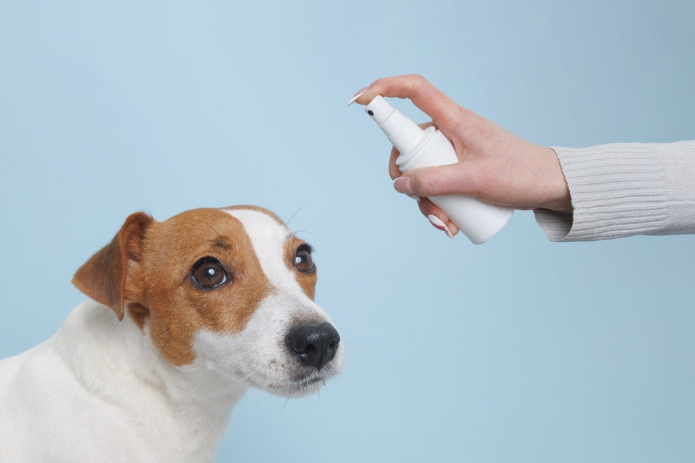 Terbinafine (Lamisil) in Dogs and Cats