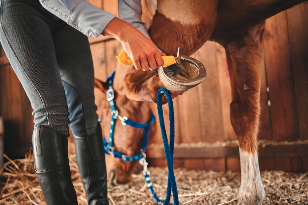 Palmar Foot Pain in Horses: Signs, Diagnosis and Shoeing
