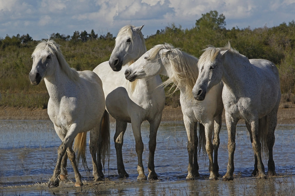 Dewormer Resistance in Horses: Fecal Testing, Smart Deworming and Prevention