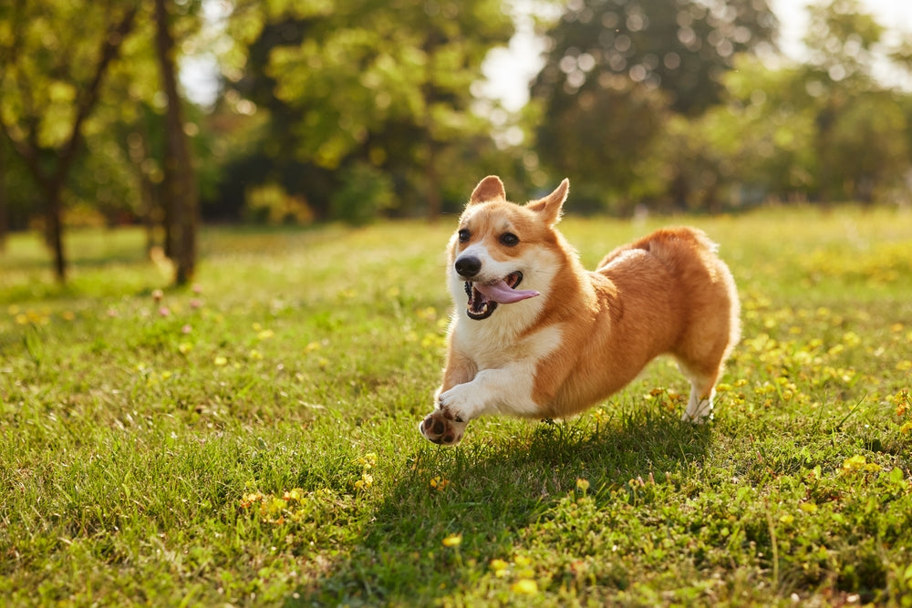 Best Dogs for Running