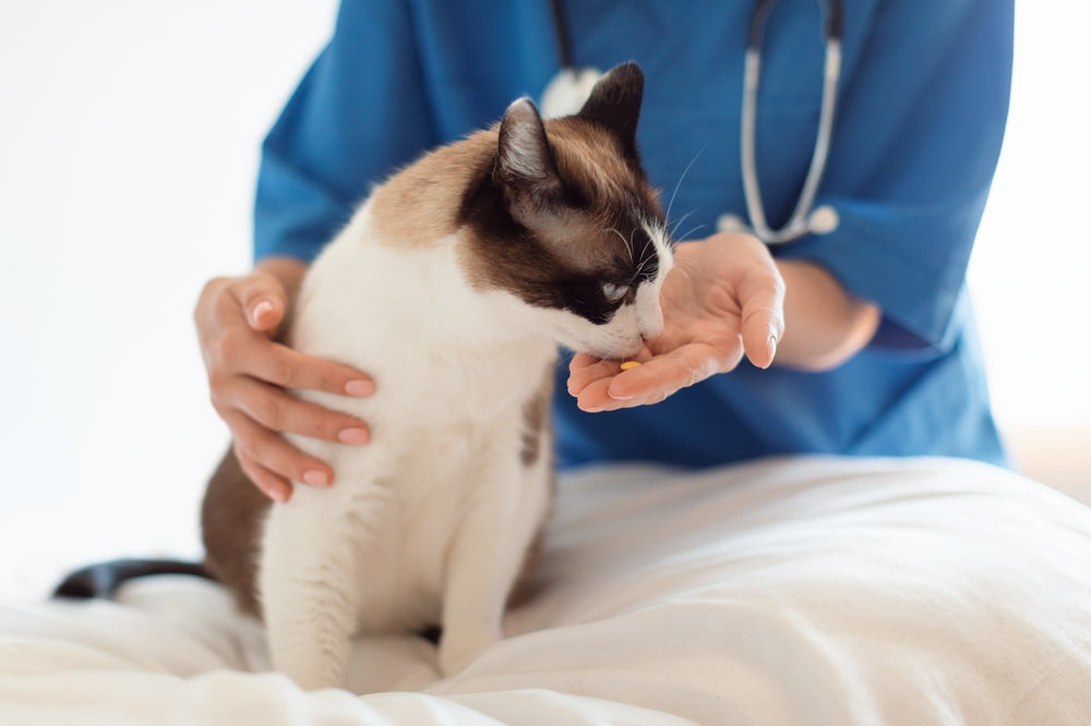 Azithromycin for Pets