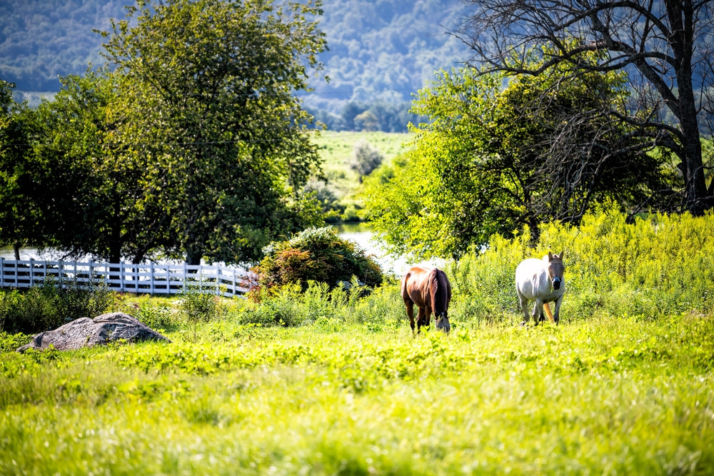 Can Horses Get COVID-19?